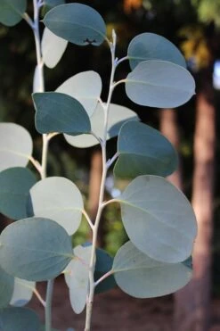 Mappa Tassie Cold Hardy Eucalyptus Tree (Eucalyptus Pauciflora) - 2 Gallon Pot -Plant Outlet Store Eucalytptus Mappa Tassie BS