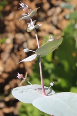 Maggie Cold Hardy Eucalyptus Tree (Eucalyptus Nova Anglica) - 3 Gallon Pot 11 Maggie Cold Hardy Eucalyptus Tree (Eucalyptus Nova Anglica) - 3 Gallon Pot -Plant Outlet Store Eusalyptus Maggie 1 500x750 2