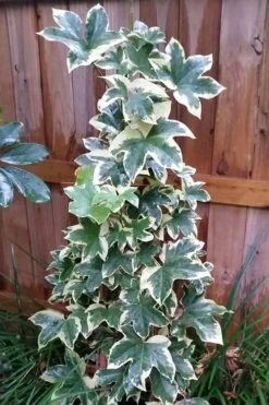 Angyo Star Fatshedera - 3 Gallon Pot -Plant Outlet Store Fatshedera Angyo Star 3