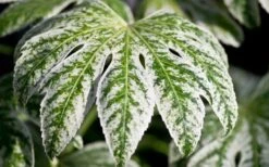 Spider's Web Fatsia - Japanese Aralia Paper Plant - 2 Gallon Pot -Plant Outlet Store Fatsia Spider Web close Up