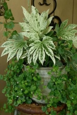 Spider's Web Fatsia - Japanese Aralia Paper Plant - 2 Gallon Pot -Plant Outlet Store Fatsia Spiders Web 21