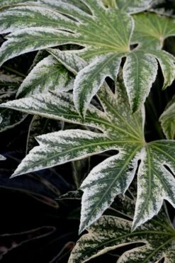 Spider's Web Fatsia - Japanese Aralia Paper Plant - 2 Gallon Pot -Plant Outlet Store Fatsia Spiders Web 24