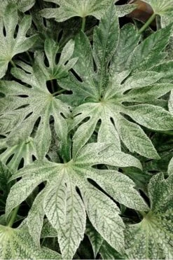Spider's Web Fatsia - Japanese Aralia Paper Plant - 2 Gallon Pot -Plant Outlet Store Fatsia Spiders Web 33