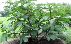 Chicago Cold Hardy Fig Tree - 3 Gallon Pot -Plant Outlet Store Fig Chicago Cold Hardy 1