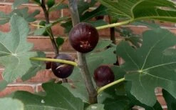 Chicago Cold Hardy Fig Tree - 3 Gallon Pot -Plant Outlet Store Fig Chicago Cold Hardy