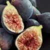 Chicago Cold Hardy Fig Tree - 3 Gallon Pot 1 Chicago Cold Hardy Fig Tree - 3 Gallon Pot -Plant Outlet Store Fig Chicago Cold Hardy Rev 2 500x750 1