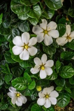 Diamond Spire Gardenia - 3 Gallon Pot 15 Diamond Spire Gardenia - 3 Gallon Pot -Plant Outlet Store Gardenia Diamond Spire 2