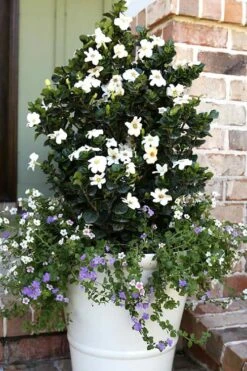 Diamond Spire Gardenia - 3 Gallon Pot 14 Diamond Spire Gardenia - 3 Gallon Pot -Plant Outlet Store Gardenia Diamond Spire 4