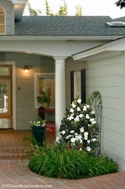 Diamond Spire Gardenia - 3 Gallon Pot 13 Diamond Spire Gardenia - 3 Gallon Pot -Plant Outlet Store Gardenia Diamond Spire 5