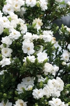 Double Mint Gardenia - 6 Pack Of 1 Gallon Pots 12 Double Mint Gardenia - 6 Pack Of 1 Gallon Pots -Plant Outlet Store Gardenia Double Mint 2