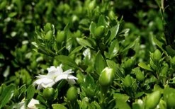 Double Mint Gardenia - 6 Pack Of 1 Gallon Pots 14 Double Mint Gardenia - 6 Pack Of 1 Gallon Pots -Plant Outlet Store Gardenia Double Mint 7