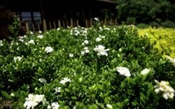 Double Mint Gardenia - 6 Pack Of 1 Gallon Pots 13 Double Mint Gardenia - 6 Pack Of 1 Gallon Pots -Plant Outlet Store Gardenia Double Mint 8