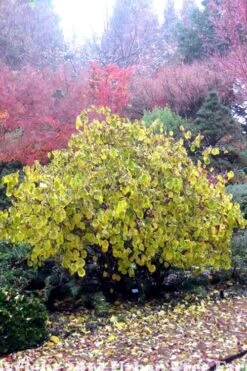 Harry Lauder's Walking Stick - Corylus Avellana 'Contorta' - 5 Gallon Pot 17 Harry Lauder's Walking Stick - Corylus Avellana 'Contorta' - 5 Gallon Pot -Plant Outlet Store Harry Lauder Walking Stick 15