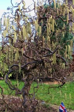 Harry Lauder's Walking Stick - Corylus Avellana 'Contorta' - 5 Gallon Pot 15 Harry Lauder's Walking Stick - Corylus Avellana 'Contorta' - 5 Gallon Pot -Plant Outlet Store Harry Lauder Walking Stick 16