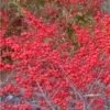 Male & Female Winterberry Holly Combo (2-Pack Of 3 Gallon Pots) 2 Male & Female Winterberry Holly Combo (2-Pack Of 3 Gallon Pots) -Plant Outlet Store Holly Winter Red 1
