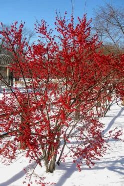 Male & Female Winterberry Holly Combo (2-Pack Of 3 Gallon Pots) 13 Male & Female Winterberry Holly Combo (2-Pack Of 3 Gallon Pots) -Plant Outlet Store Holly Winter Red 2