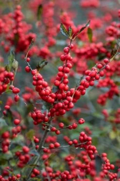 Male & Female Winterberry Holly Combo (2-Pack Of 3 Gallon Pots) 14 Male & Female Winterberry Holly Combo (2-Pack Of 3 Gallon Pots) -Plant Outlet Store Holly Winter Red 3