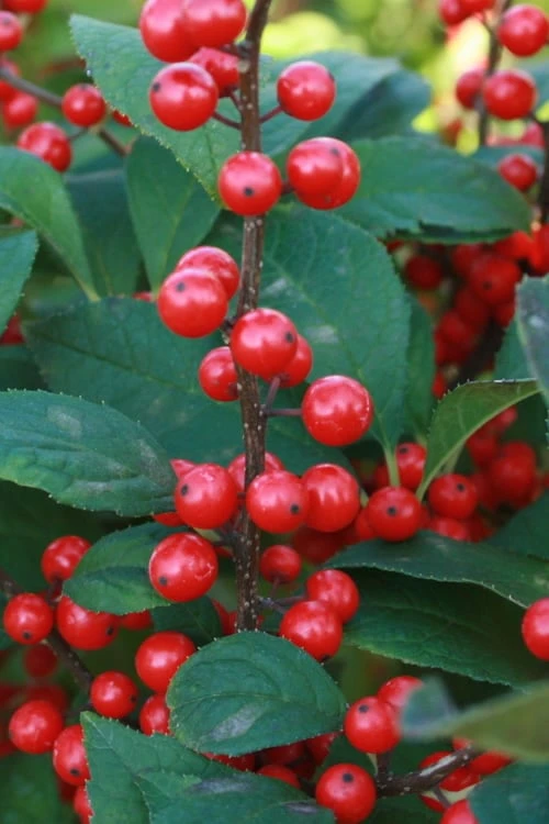Male & Female Winterberry Holly Combo (2-Pack Of 3 Gallon Pots) 9 Male & Female Winterberry Holly Combo (2-Pack Of 3 Gallon Pots) - Image 7