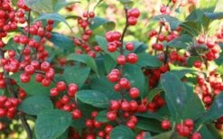 Male & Female Winterberry Holly Combo (2-Pack Of 3 Gallon Pots) 17 Male & Female Winterberry Holly Combo (2-Pack Of 3 Gallon Pots) -Plant Outlet Store Holly Winter Red 7