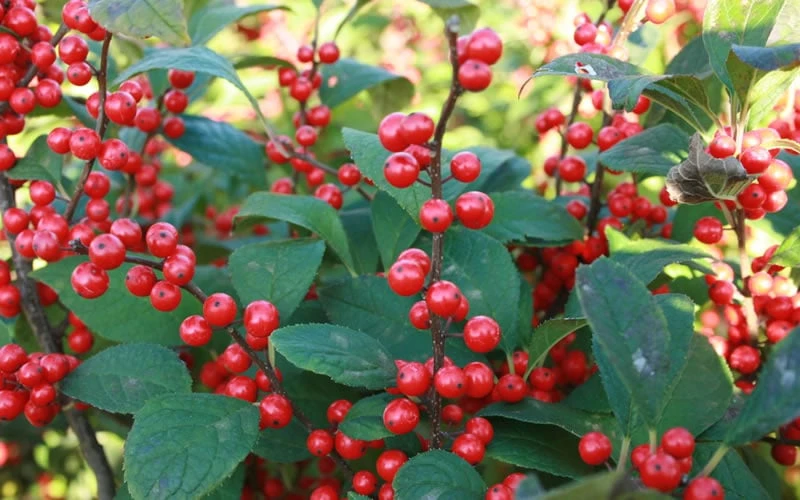 Male & Female Winterberry Holly Combo (2-Pack Of 3 Gallon Pots) 10 Male & Female Winterberry Holly Combo (2-Pack Of 3 Gallon Pots) - Image 8