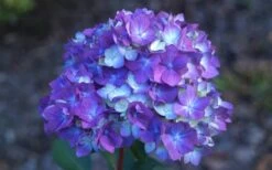 Bloomstruck Endless Summer Hydrangea - 1 Gallon Pot -Plant Outlet Store Hydrangea Bloomstruck Bloom