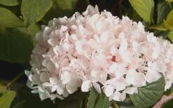 Blushing Bride Endless Summer Hydrangea - 1 Gallon Pot 10 Blushing Bride Endless Summer Hydrangea - 1 Gallon Pot -Plant Outlet Store Hydrangea Blushing Bride 2