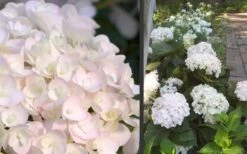 Blushing Bride Endless Summer Hydrangea - 1 Gallon Pot 11 Blushing Bride Endless Summer Hydrangea - 1 Gallon Pot -Plant Outlet Store Hydrangea Blushing Bride