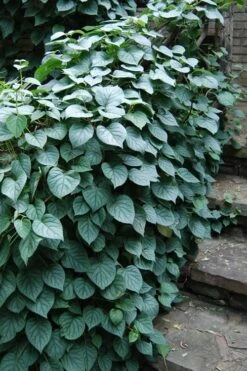 Moonlight Climbing Hydrangea - 1 Gallon Pot 19 Moonlight Climbing Hydrangea - 1 Gallon Pot -Plant Outlet Store Hydrangea Climbing Moonlight 2