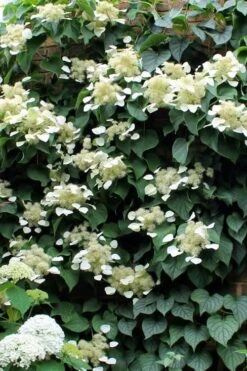Moonlight Climbing Hydrangea - 1 Gallon Pot 20 Moonlight Climbing Hydrangea - 1 Gallon Pot -Plant Outlet Store Hydrangea Climbing Moonlight 3