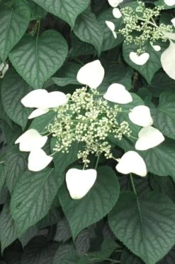 Moonlight Climbing Hydrangea - 1 Gallon Pot 16 Moonlight Climbing Hydrangea - 1 Gallon Pot -Plant Outlet Store Hydrangea Climbing Moonlight 5