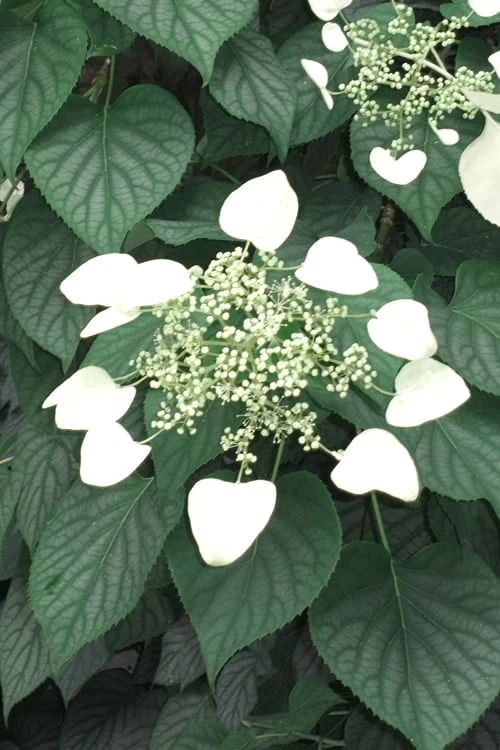 Moonlight Climbing Hydrangea - 1 Gallon Pot 6 Moonlight Climbing Hydrangea - 1 Gallon Pot - Image 4