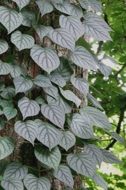 Moonlight Climbing Hydrangea - 1 Gallon Pot 23 Moonlight Climbing Hydrangea - 1 Gallon Pot -Plant Outlet Store Hydrangea Climbing Moonlight 6