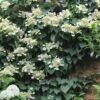 Moonlight Climbing Hydrangea - 1 Gallon Pot -Plant Outlet Store Hydrangea Climbing Moonlight 9
