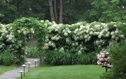 Moonlight Climbing Hydrangea - 1 Gallon Pot 22 Moonlight Climbing Hydrangea - 1 Gallon Pot -Plant Outlet Store Hydrangea Climbing Petiolaris 16