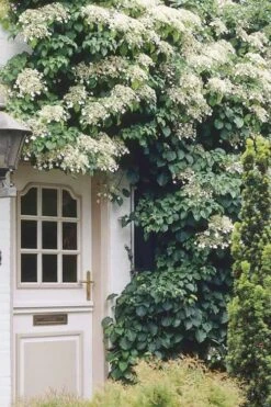 Moonlight Climbing Hydrangea - 1 Gallon Pot 17 Moonlight Climbing Hydrangea - 1 Gallon Pot -Plant Outlet Store Hydrangea Climbing Petiolaris 17