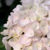 Blushing Bride Endless Summer Hydrangea - 1 Gallon Pot -Plant Outlet Store Hydrangea Endless Summer Blushing Bride 500x750 1