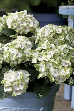 Everlasting Noblesse Hydrangea - 3 Gallon Pot 10 Everlasting Noblesse Hydrangea - 3 Gallon Pot -Plant Outlet Store Hydrangea Everlasting Noblesse 1