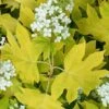 Little Honey Oakleaf Hydrangea - 1 Gallon Pot 1 Little Honey Oakleaf Hydrangea - 1 Gallon Pot -Plant Outlet Store Hydrangea Little Honey 1