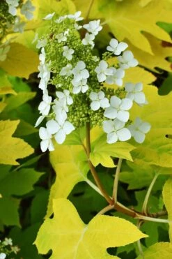 Little Honey Oakleaf Hydrangea - 1 Gallon Pot -Plant Outlet Store Hydrangea Little Honey 3