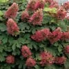 Ruby Slippers Dwarf Oakleaf Hydrangea - 7 Gallon Pot -Plant Outlet Store Hydrangea Oakleaf Ruby Slippers 500x750 1