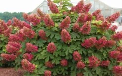 Ruby Slippers Dwarf Oakleaf Hydrangea - 7 Gallon Pot -Plant Outlet Store Hydrangea Oakleaf Ruby Slippers Full Bloom