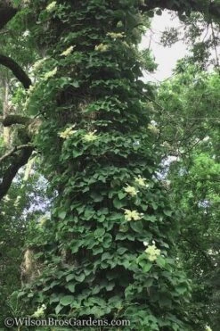 Moonlight Climbing Hydrangea - 1 Gallon Pot 18 Moonlight Climbing Hydrangea - 1 Gallon Pot -Plant Outlet Store Hydrangea Petiolaris Climbing Tree 18