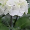 Zebra Hydrangea - 1 Gallon Pot -Plant Outlet Store Hydrangea Zebra 500x750 1