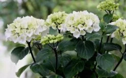 Zebra Hydrangea - 1 Gallon Pot -Plant Outlet Store Hydrangea Zebra Flowers