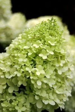 Limelight PeeGee Hydrangea - Single Trunk Topiary Tree - 5 Gallon Pot -Plant Outlet Store Hydrangea limelightf BS