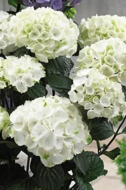 Zebra Hydrangea - 1 Gallon Pot -Plant Outlet Store Hydrangrea Zebra 12