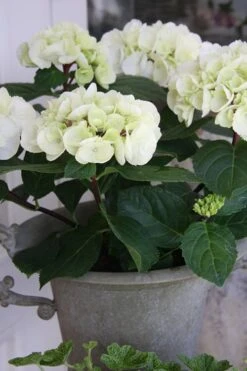 Zebra Hydrangea - 1 Gallon Pot -Plant Outlet Store Hydrangrea Zebra 14