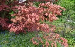 Amber Ghost Japanese Maple - 3 Gallon Pot -Plant Outlet Store Japanese Maple Amber Ghost 6