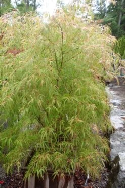 Aoyagi Gawa Strapleaf Japanese Maple - 1 Gallon Pot 9 Aoyagi Gawa Strapleaf Japanese Maple - 1 Gallon Pot -Plant Outlet Store Japanese Maple Aoyagi Gawa 1