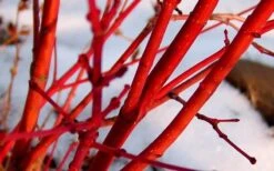 Little Sango' Dwarf Coral Bark Japanese Maple - 5 Gallon Pot 17 Little Sango' Dwarf Coral Bark Japanese Maple - 5 Gallon Pot -Plant Outlet Store Japanese Maple Fjellheim 2